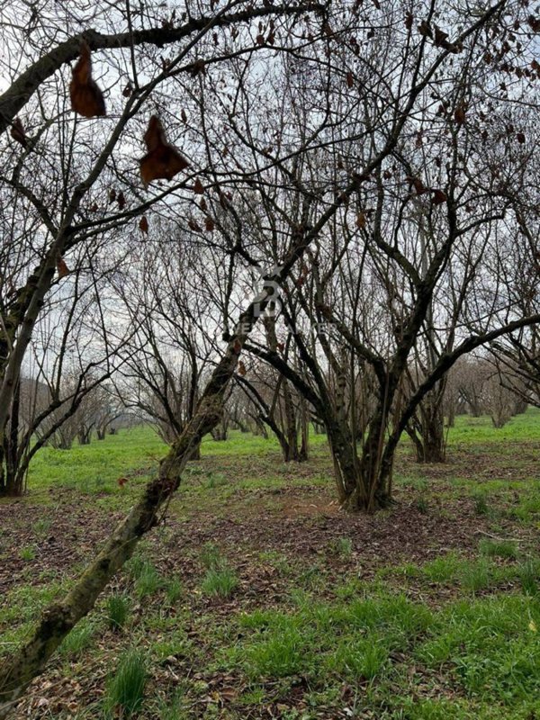 terreno agricolo in vendita a Sutri