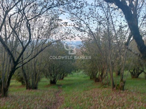 terreno agricolo in vendita a Sutri