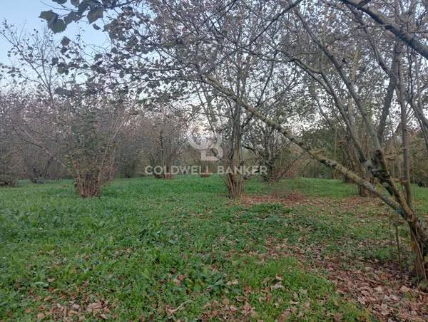 terreno agricolo in vendita a Sutri