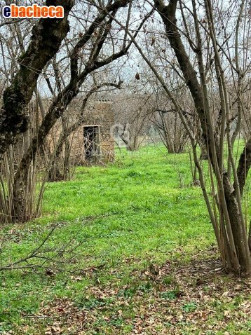 terreno agricolo in vendita a Sutri