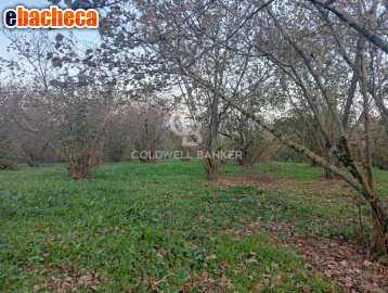 terreno agricolo in vendita a Sutri