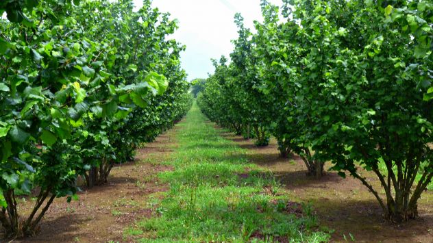 terreno agricolo in vendita a Sutri