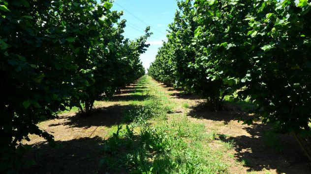 terreno agricolo in vendita a Sutri