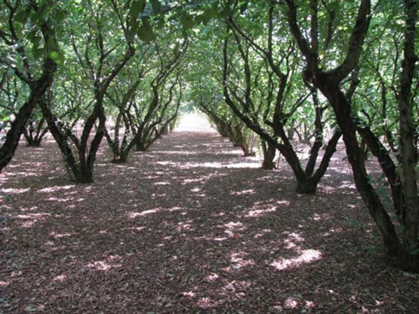 terreno agricolo in vendita a Sutri