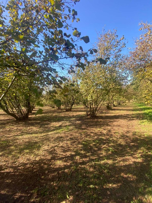 casa indipendente in vendita a Sutri