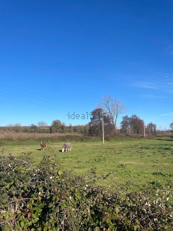 terreno agricolo in vendita a Sutri