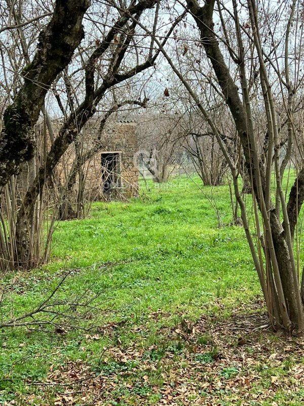 terreno agricolo in vendita a Sutri