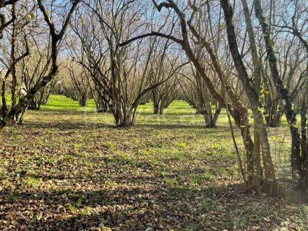 terreno agricolo in vendita a Sutri