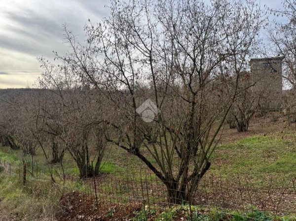 terreno agricolo in vendita a Sutri