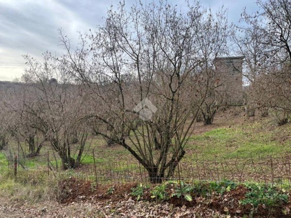 terreno agricolo in vendita a Sutri
