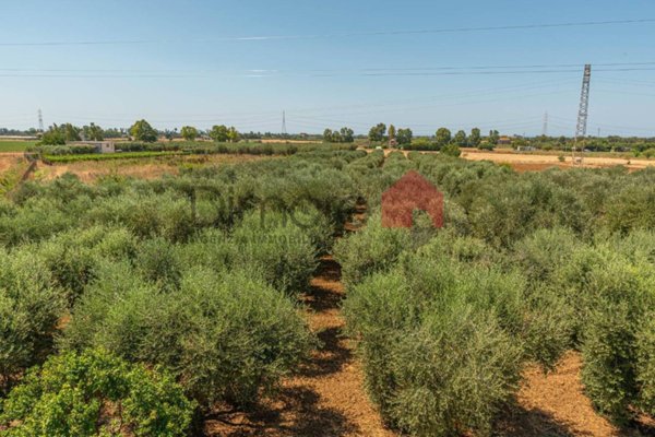 terreno agricolo in vendita a Tarquinia