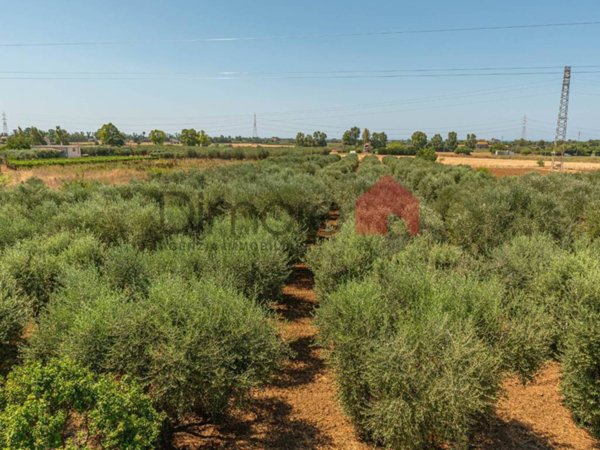terreno agricolo in vendita a Tarquinia