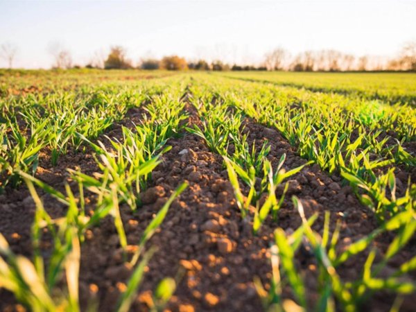 terreno agricolo in vendita a Tarquinia