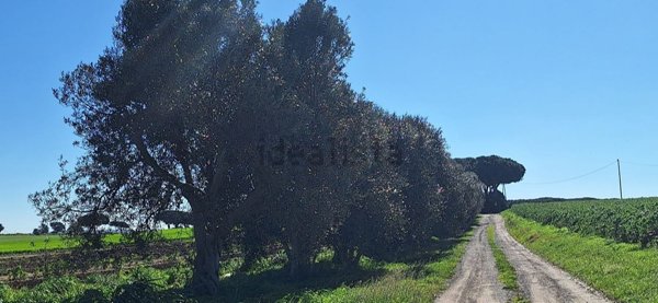appartamento in vendita a Tarquinia