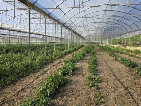 azienda agricola in vendita a Tarquinia