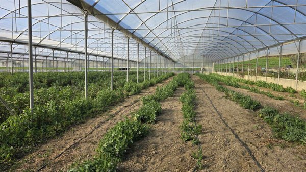 azienda agricola in vendita a Tarquinia