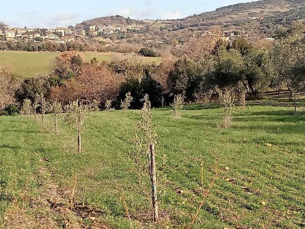 terreno agricolo in vendita a Tarquinia
