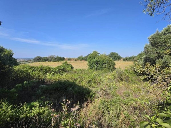 terreno agricolo in vendita a Tarquinia