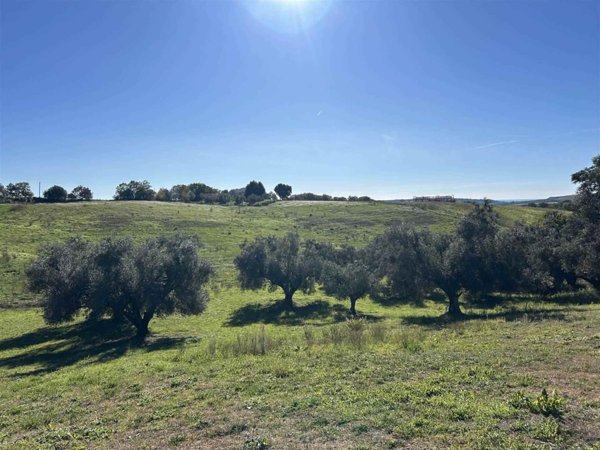terreno agricolo in vendita a Tuscania