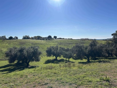 terreno agricolo in vendita a Tuscania