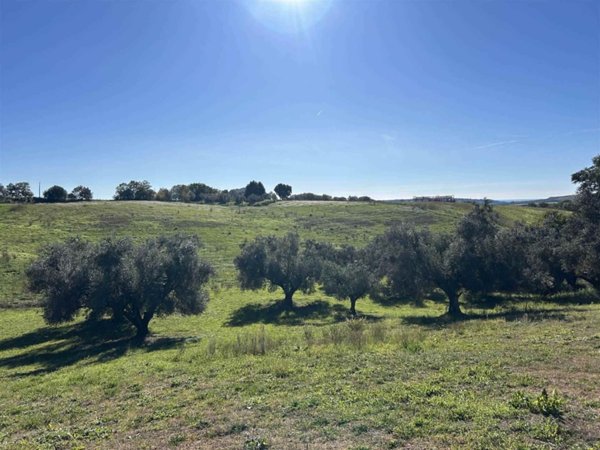 terreno agricolo in vendita a Tuscania
