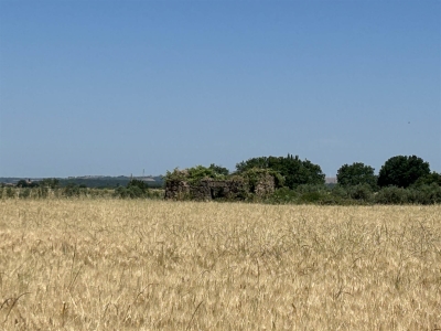 terreno agricolo in vendita a Tuscania