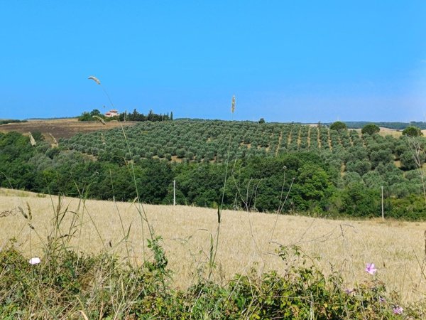 terreno agricolo in vendita a Tuscania