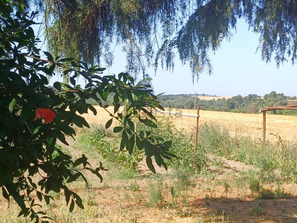 azienda agricola in vendita a Tuscania