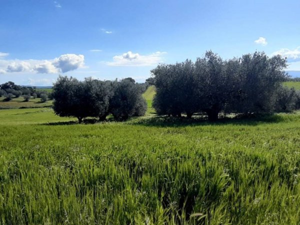 terreno agricolo in vendita a Tuscania