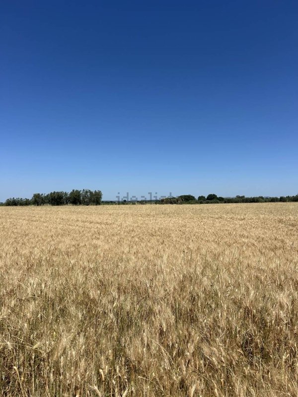 terreno agricolo in vendita a Tuscania