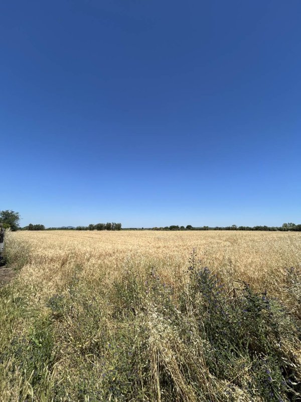 terreno agricolo in vendita a Tuscania