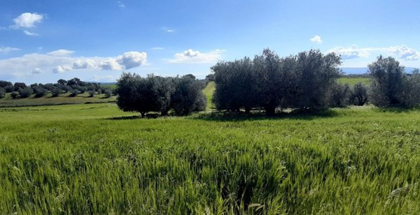 casa indipendente in vendita a Tuscania