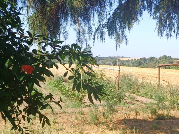 terreno agricolo in vendita a Tuscania