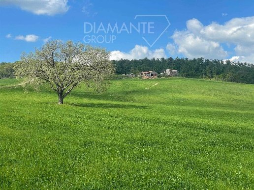 azienda agricola in vendita a Valentano
