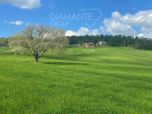 azienda agricola in vendita a Valentano