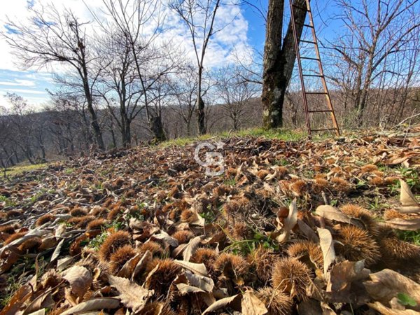 terreno agricolo in vendita a Vallerano