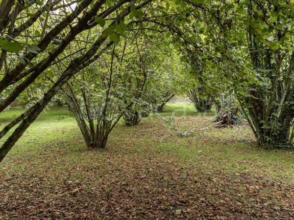 terreno agricolo in vendita a Vallerano