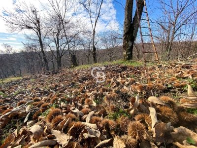 terreno agricolo in vendita a Vallerano