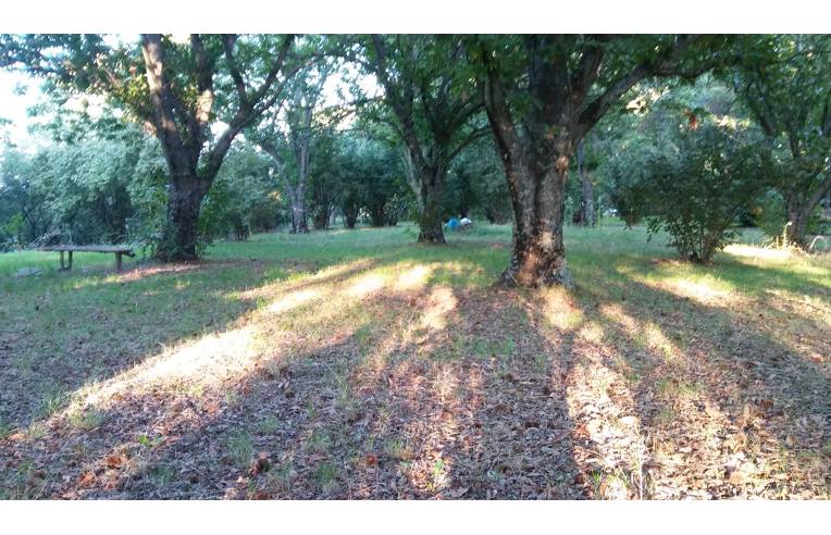 terreno agricolo in vendita a Vallerano