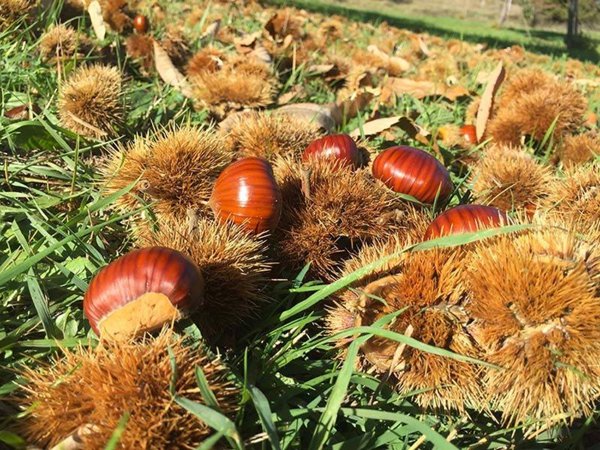 terreno agricolo in vendita a Vallerano