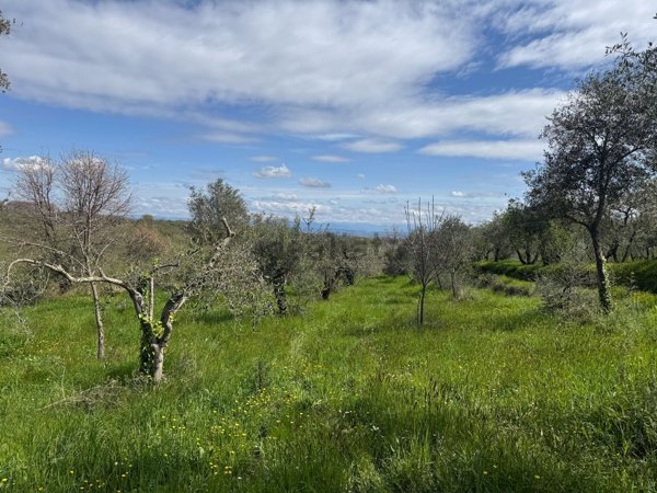 terreno agricolo in vendita a Vallerano