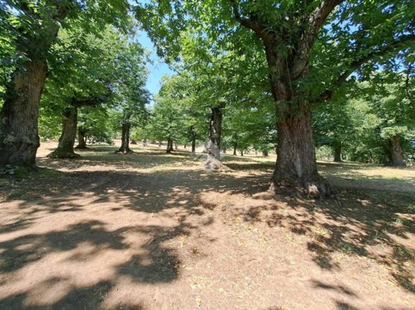 terreno agricolo in vendita a Vallerano