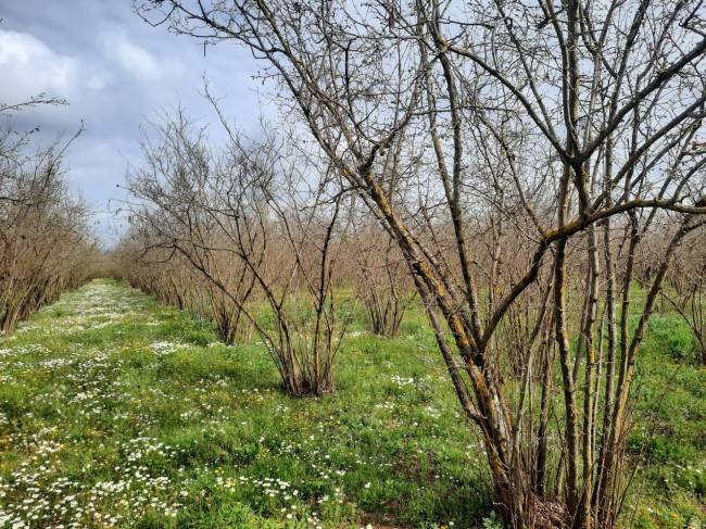 terreno agricolo in vendita a Vasanello
