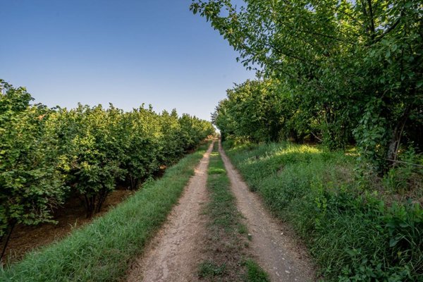 terreno agricolo in vendita a Vasanello