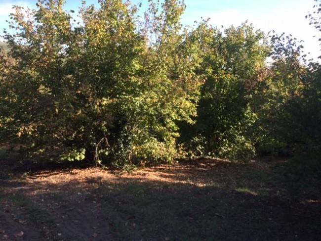 terreno agricolo in vendita a Vasanello