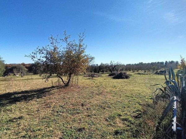 terreno agricolo in vendita a Vasanello