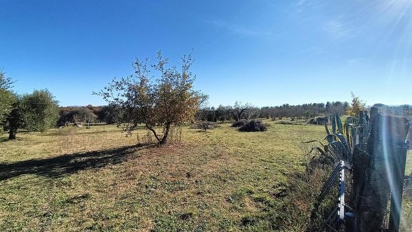 terreno agricolo in vendita a Vasanello