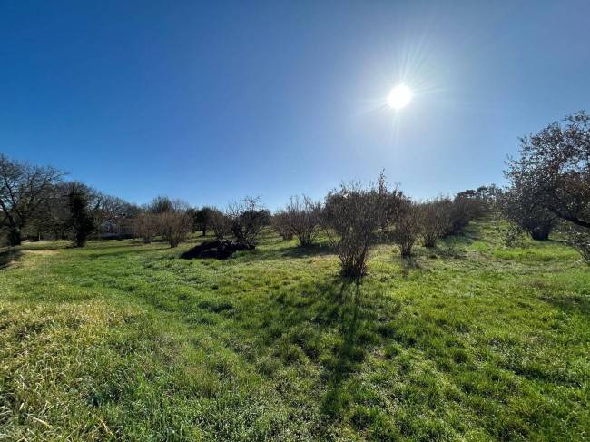 terreno agricolo in vendita a Vasanello