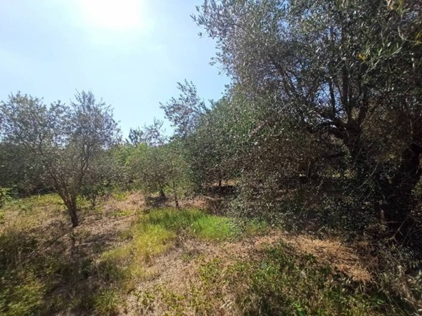 terreno agricolo in vendita a Vasanello