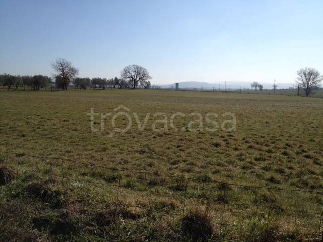 terreno agricolo in vendita a Vetralla